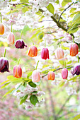 DIY-Girlande aus bunten Tulpen vor blühendem Baum