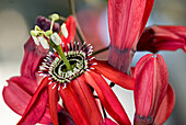 Passion flower (Passifloraceae), flower portrait