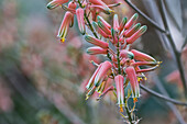 Aloe (Aloe sp.) inflorescence, from South Africa