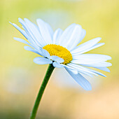 Marguerite flower