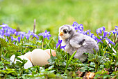 Hühnerküken mit Eiern im Blumengarten
