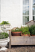 Potted plants on the outside wall of a house