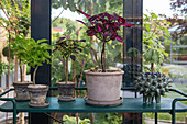 Verschiedene Zimmerpflanzen, Blick in den Garten