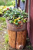 Strawberry plant in rustic pot on wooden block