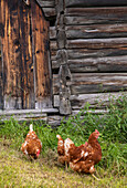 Free-range chickens in front of a rustic wooden hut