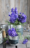 Blue hyacinths (Hyacinthus) in tins with decoration on wooden table