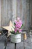 Hyazinthe (Hyacinthus) in Vintage-Dose und Stern aus Holz im Hintergrund