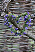 Heart-shaped wreath with hyacinth flowers (Hyacinthus) hanging from a tree