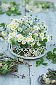 Daisies and forget-me-nots in a small metal basket on a wooden table