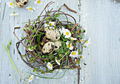 Quail eggs and daisies (Bellis perennis) in a nest of twigs on a wooden base