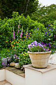 Terrakotta-Topf mit lila Blüten im blühendem Sommergarten