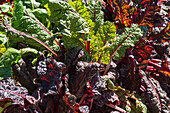 Beetroot plant in the garden before harvesting