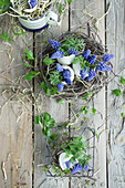 Eggshells filled with grape hyacinths (Muscari) in an Easter nest made of birch twigs and in an enamel pot