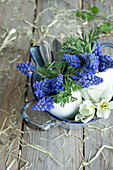 Egg shells filled with grape hyacinths (Muscari) and narcissi (Narcissus) in an enamel pot, Easter decoration