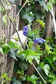 Goose egg shell filled with grape hyacinths (Muscari), hanging between birch branches and ivy on the fence