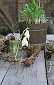 Schneeglöckchen (Galanthus) in Vase, Kresse im Topf und Kränzchen aus Lärchenzweigen