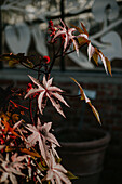 Castor bean plant (Ricinus communis) in the patio area