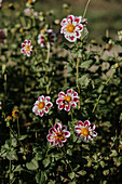 Dahlias (Dahlia) with red and white flowers in the garden