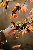 Hand touching maple branch with bright autumn leaves