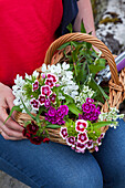 Woman holding basket of freshly cut bearded carnations (Dianthus barbatus)