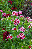 Bartnelken (Dianthus barbatus) in voller Blüte im Sommergarten