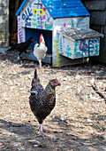 Chickens in front of painted coop in rural outdoor area
