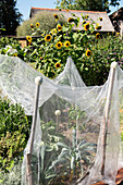 Vegetable garden with protective netting and blooming sunflowers in summer