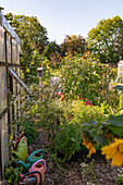 Wild bewachsener Gemüsegarten mit Sonnenblumen, Gießkannen und Gewächshaus im Sommer