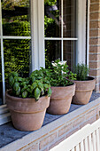 Herb pots with basil, mint and thyme on a windowsill