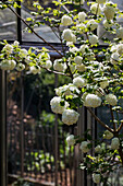 Flowering snowball (Viburnum opulus) with white flower clusters in front of greenhouse