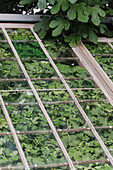 Greenhouse with climbing plants and fig tree leaves