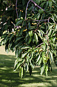 Zweig eines Kirschbaums mit gelben Kirschen im Garten