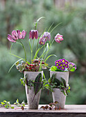 Chequerboard flower (Fritillaria) and primroses (Primula) in clay pots