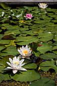 White water lilies (Nymphaea) in the pond