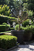 Boxwood hedge and tree in a large plant pot in a modern, well-tended garden