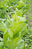 Pointed cabbage young plants in the vegetable patch with weeds
