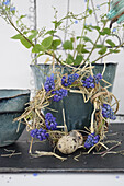 Wreath of grape hyacinths (muscari) and hay with quail egg