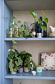 Shelf with green houseplants in pots and jars