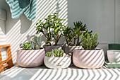 Succulents in stylish clay pots, sunlight