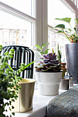 Succulents and green plants on a windowsill against an urban backdrop