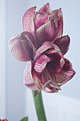 Amaryllis flower