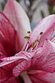 Amaryllis flower