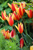 Persian dwarf tulip (Tulipa clusiana) 'Tubergen Gem'
