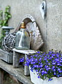 Vintage Gartendekoration mit blauen Lobelien im weißen Topf