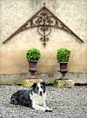 House wall decorated with old iron ornament, dog on gravel floor in front of it