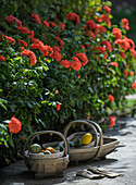 Kürbisse in Holzkörben vor blühenden roten Rosensträuchern