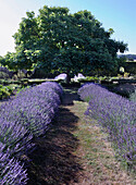 Lavendelfelder im Garten mit Baum im Hintergrund