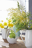 Flowering mimosa in a jug, spring bouquet