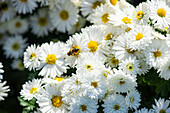 Close up of white Chrysanthemums flowers in the autumnal garden