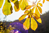 Leuchtend gelbe Blätter des Kastanienbaums (Castanea) in Sonnenstrahlen